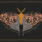 Golden Moth Greeting Card
